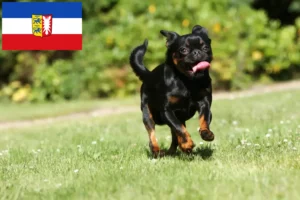 Read more about the article Petit Brabançon tenyésztők és kiskutyák Schleswig-Holstein tartományban