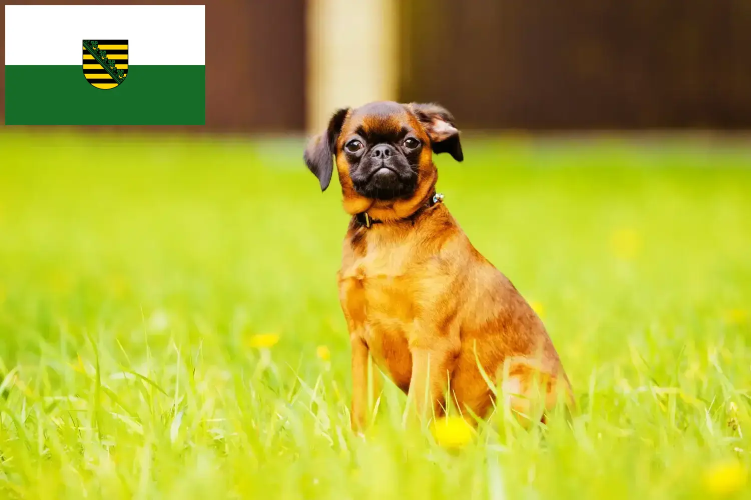 Read more about the article Petit Brabançon tenyésztők és kiskutyák Szászországban