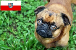 Read more about the article Petit Brabançon tenyésztők és kiskutyák Türingiában