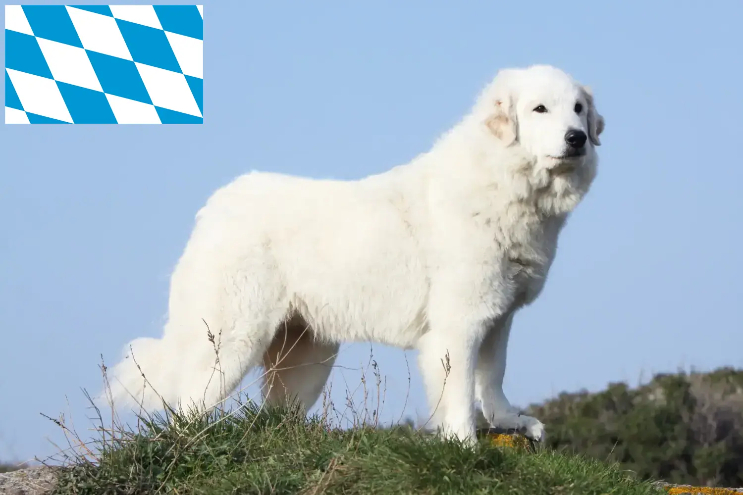 Pireneusi hegyikutya kölykök és tenyésztők Bajorországban Keress pireneusi hegyikutya tenyésztőket Bajorországban.