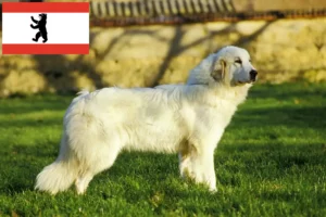 Read more about the article Pireneusi hegyikutya tenyésztő és kölykök Berlinben
