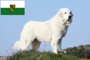 Read more about the article Pireneusi hegyikutya tenyésztő és kölykök Szászországban