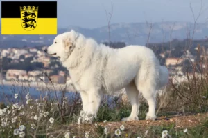 Read more about the article Pireneusi hegyikutya tenyésztők és kölykök Baden-Württembergben