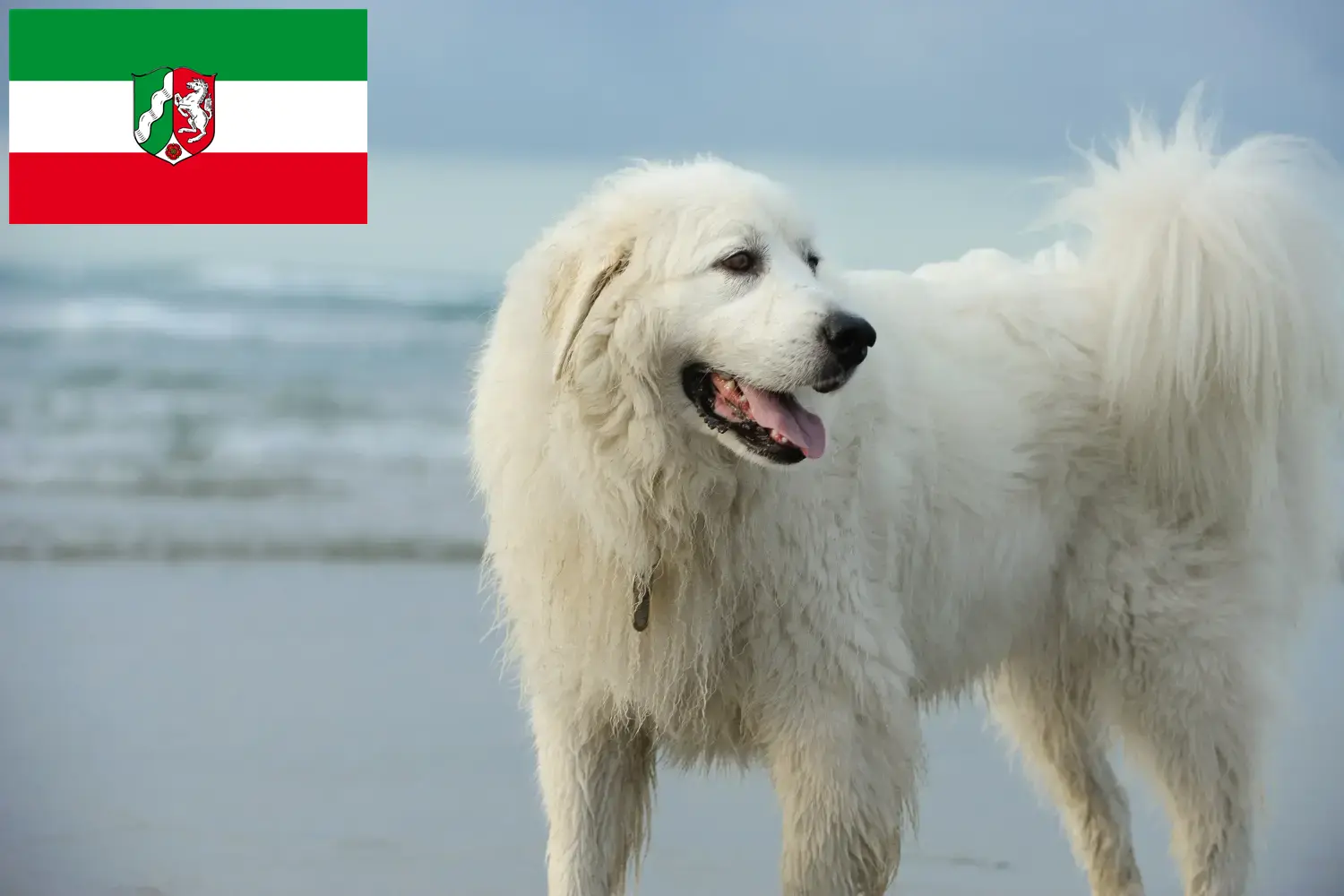 Pireneusi hegyikutya kölykök és tenyésztők Észak-Rajna-Vesztfália Itt megtalálhatja a Pireneusi Hegyikutya tenyésztőket Észak-Rajna-Vesztfália területén.