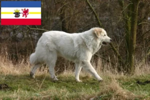 Read more about the article Pireneusi hegyikutya tenyésztő és kölykök Mecklenburg-Vorpommernben