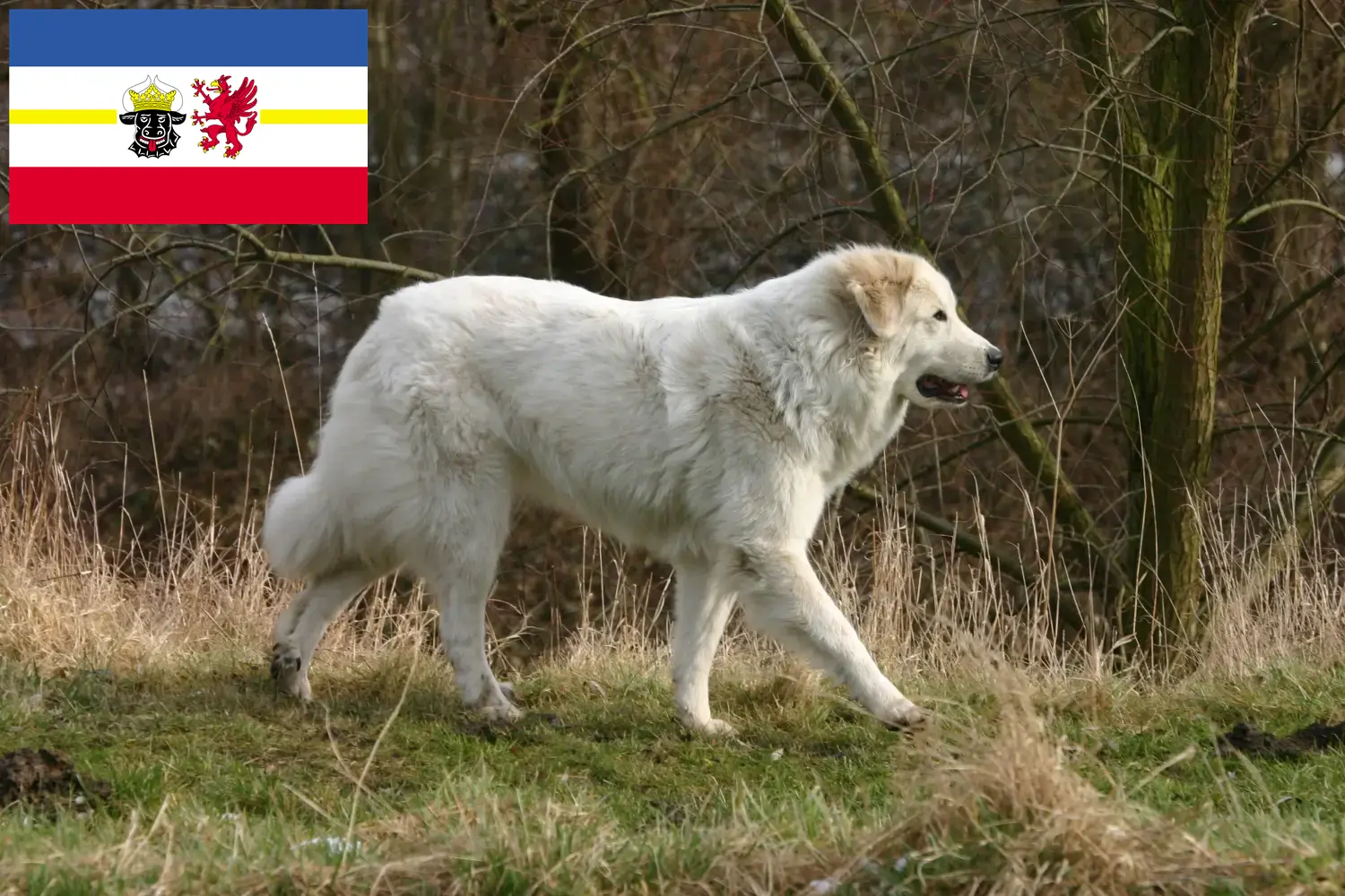 Pireneusi hegyikutya kölykök és tenyésztők Mecklenburg-Elő-Pomeránia Keresse meg a Pyreneus hegyikutya tenyésztőket Mecklenburg-Elő-Pomeránia területén.