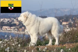 Read more about the article Pireneusi hegyikutya tenyésztő és kölykök Szász-Anhaltban