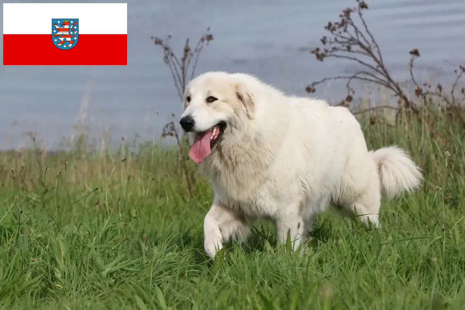 Pireneusi hegyikutya kölykök és tenyésztők Türingia Keressen pireneusi hegyikutya tenyésztőket Türingia területén.