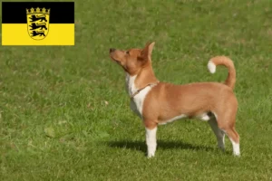 Read more about the article Podenco tenyésztők és kölykök Baden-Württembergben