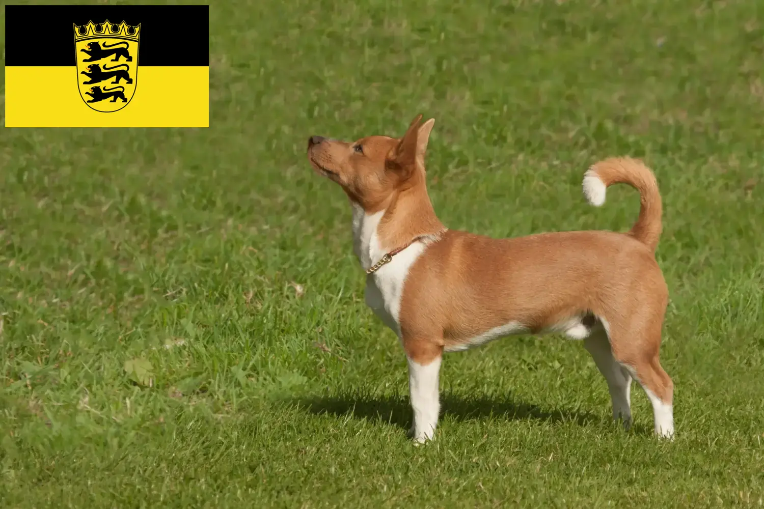 Read more about the article Podenco tenyésztők és kölykök Baden-Württembergben