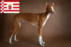 Read more about the article Podenco tenyésztők és kiskutyák Brémában