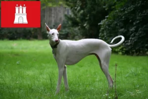 Read more about the article Podenco tenyésztők és kölykök Hamburgban