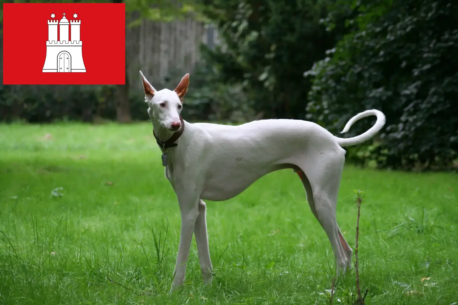 Podenco kölyökkutyák és tenyésztők Hamburg Hamburgi Podencos tenyésztőket itt találsz.