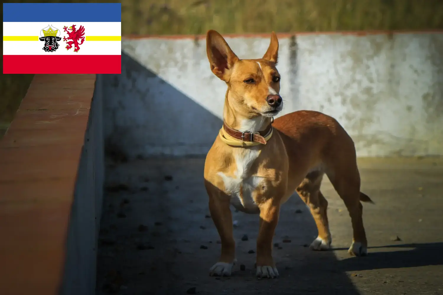 Read more about the article Podenco tenyésztők és kiskutyák Mecklenburg-Vorpommernben