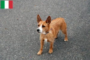 Read more about the article Podenco tenyésztők és kiskutyák Olaszországban