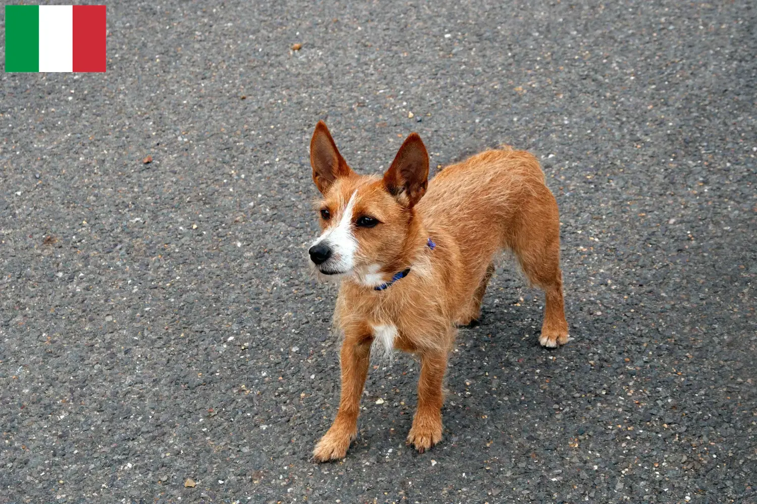 Read more about the article Podenco tenyésztők és kiskutyák Olaszországban