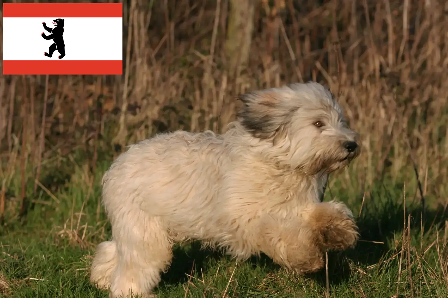 Read more about the article PON tenyésztők és kölykök Berlinben