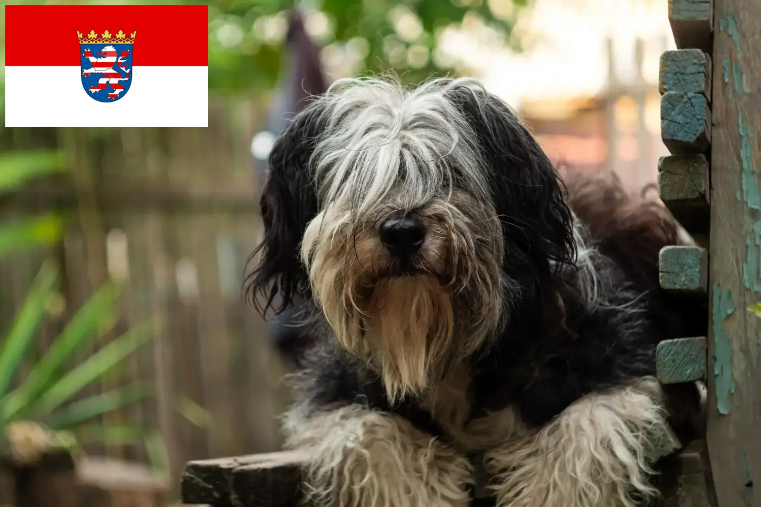 Read more about the article PON tenyésztők és kiskutyák Hessenben