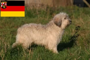 Read more about the article PON tenyésztők és kiskutyák Rajna-vidék-Pfalzban