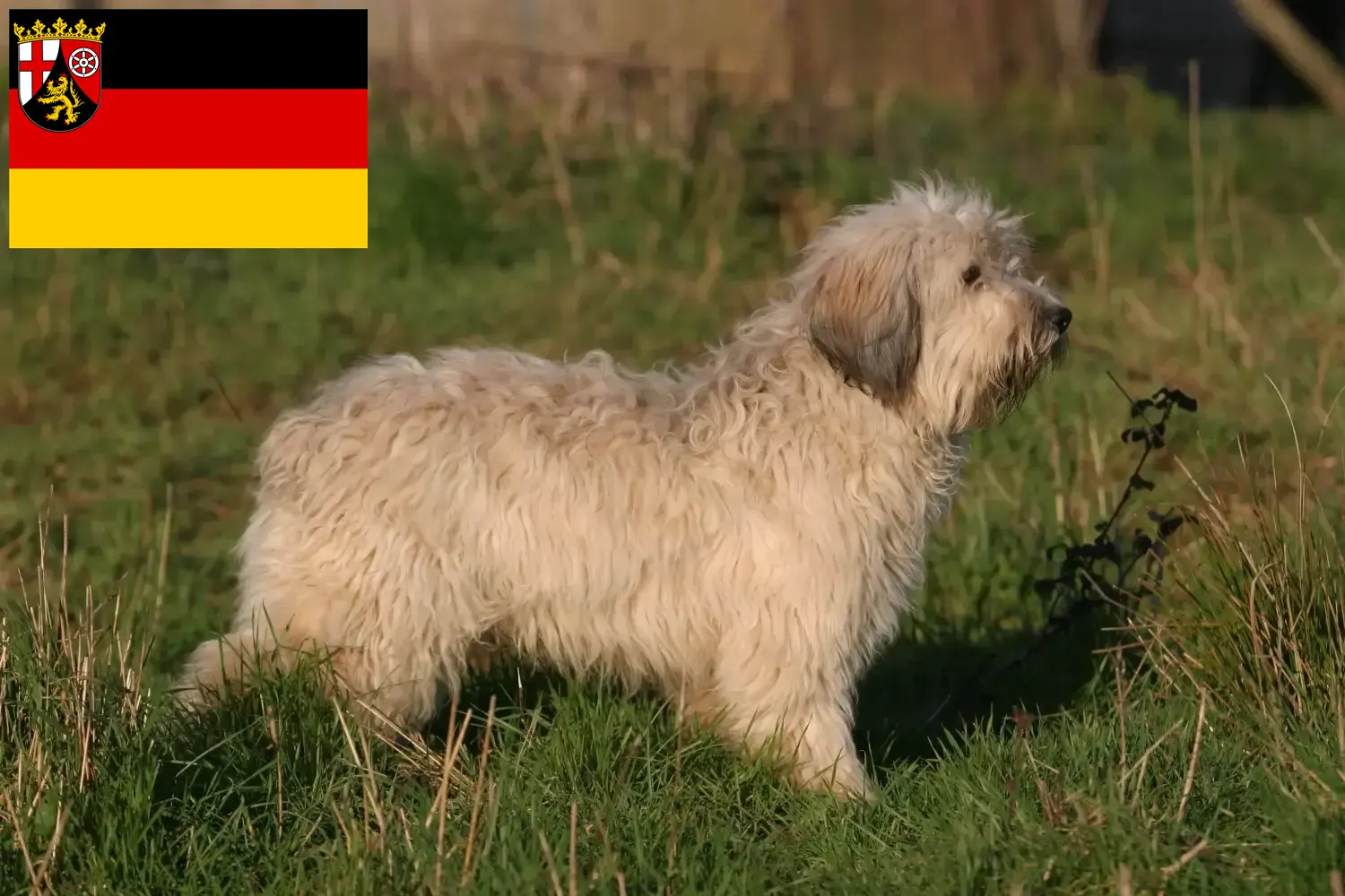 Read more about the article PON tenyésztők és kiskutyák Rajna-vidék-Pfalzban