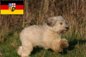 Read more about the article PON tenyésztők és kölykök Saarlandban