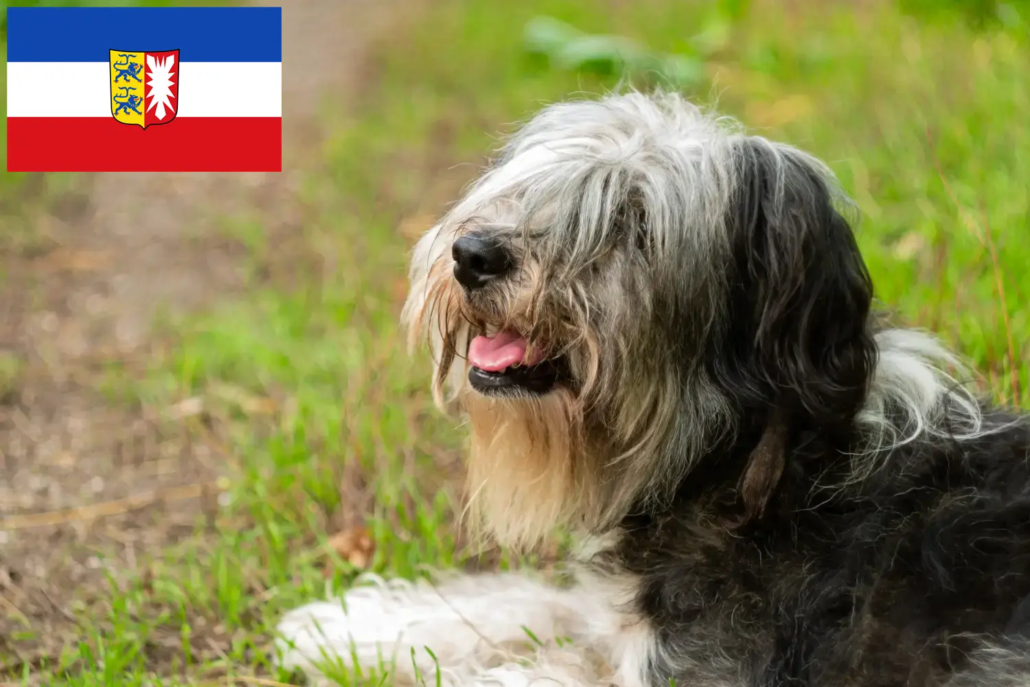 Read more about the article PON tenyésztők és kiskutyák Schleswig-Holstein tartományban