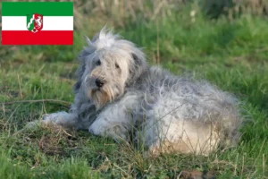 Read more about the article PON tenyésztők és kiskutyák Észak-Rajna-Vesztfália területén