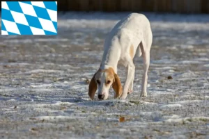 Read more about the article Porcelán tenyésztők és kiskutyák Bajorországban