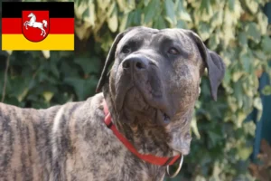 Read more about the article Presa Canario tenyésztők és kölykök Alsó-Szászországban