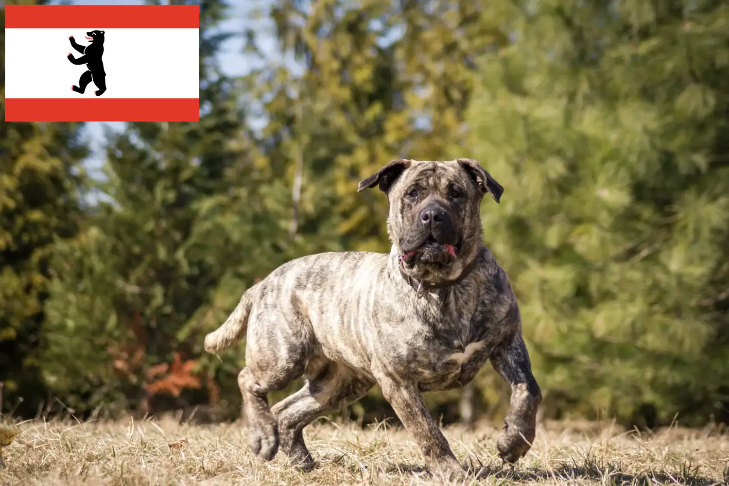 Presa Canario kiskutyák és tenyésztők Berlin Presa Canarios tenyésztőket Berlinben itt találsz.