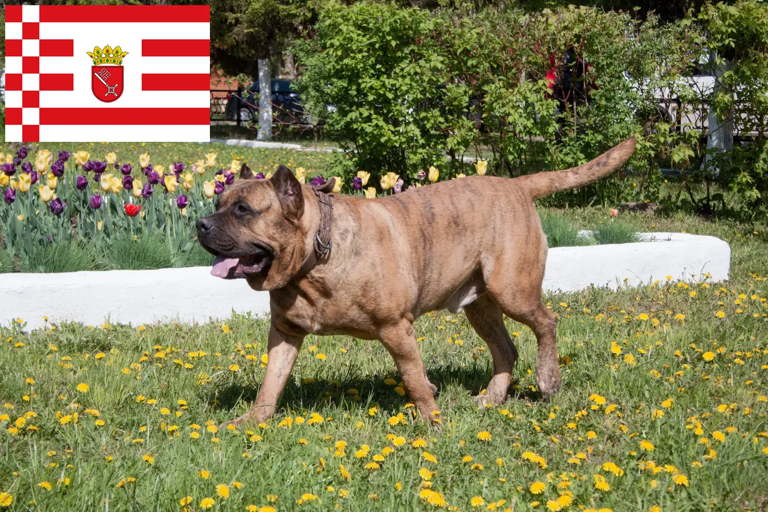 Read more about the article Presa Canario tenyésztők és kölykök Brémában