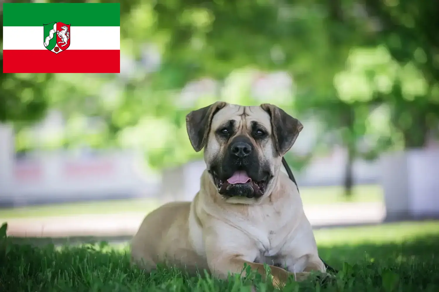 Read more about the article Presa Canario tenyésztők és kiskutyák Észak-Rajna-Vesztfália területén