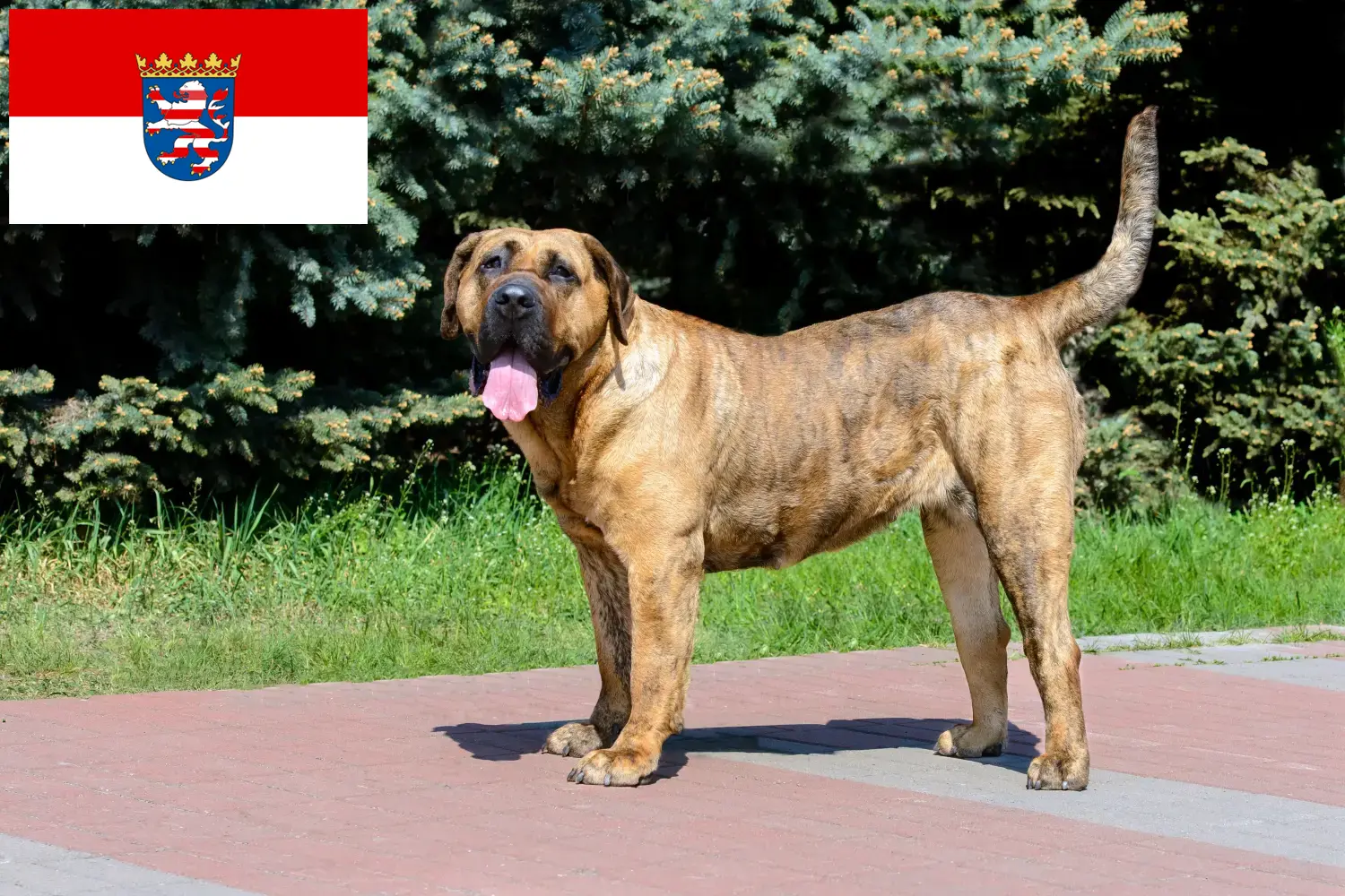 Read more about the article Presa Canario tenyésztők és kölykök Hessenben