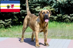 Read more about the article Presa Canario tenyésztők és kölykök Mecklenburg-Vorpommernben