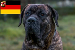 Read more about the article Presa Canario tenyésztők és kölykök Rajna-vidék-Pfalzban