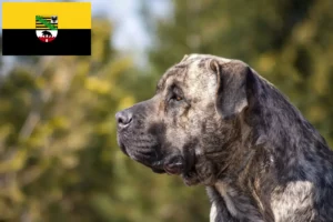 Read more about the article Presa Canario tenyésztők és kölykök Szász-Anhaltban