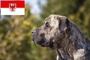 Read more about the article Presa Canario tenyésztők és kölykök Brandenburgban