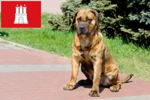 Read more about the article Presa Canario tenyésztők és kölykök Hamburgban