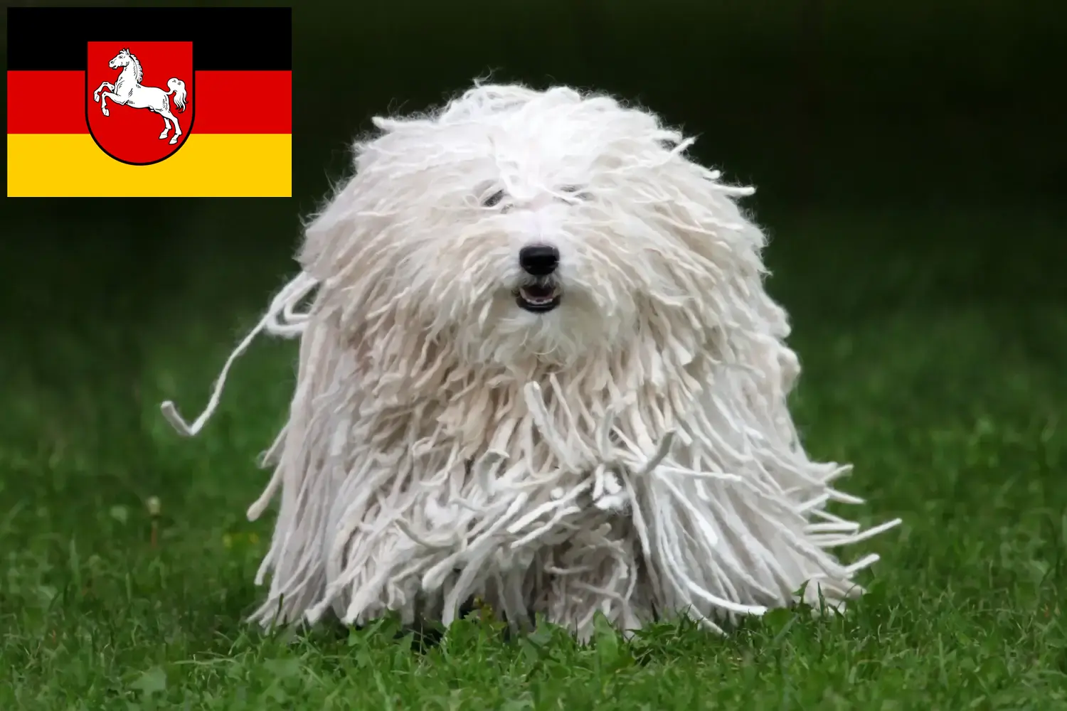 Read more about the article Puli tenyésztők és kiskutyák Alsó-Szászországban