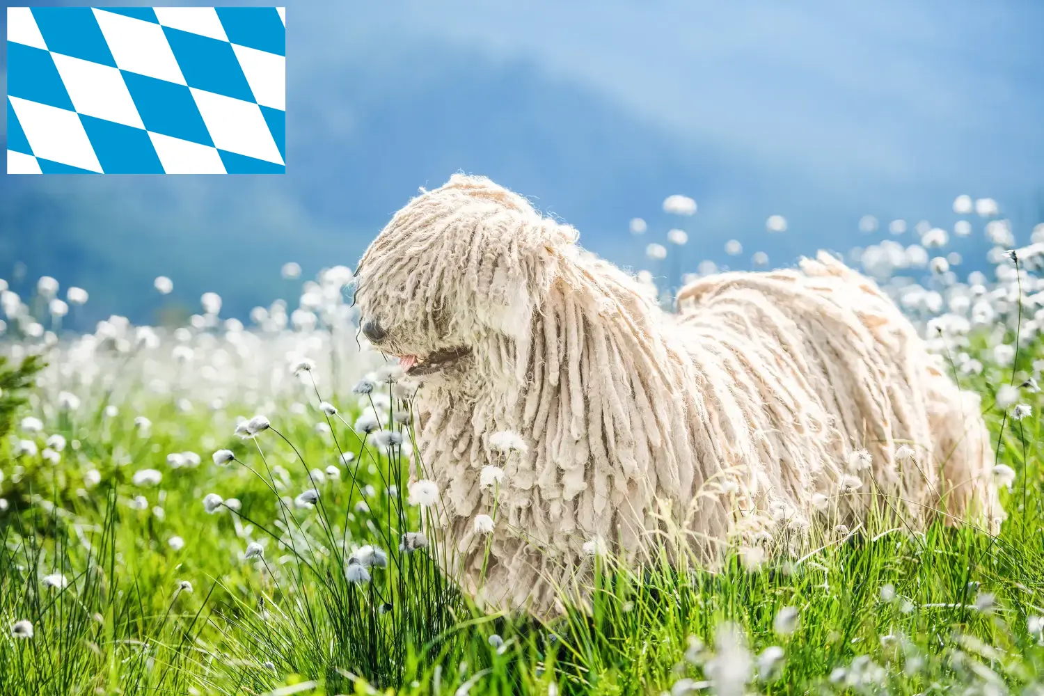 Read more about the article Puli tenyésztők és kiskutyák Bajorországban