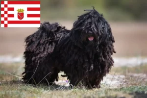 Read more about the article Puli tenyésztők és kiskutyák Brémában