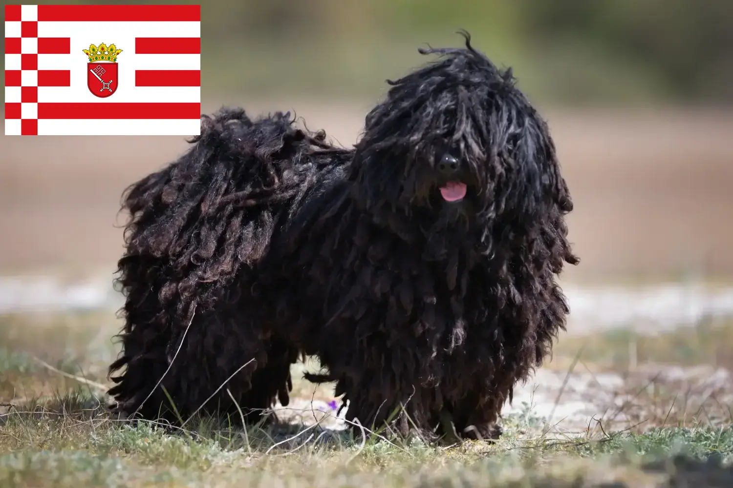 Read more about the article Puli tenyésztők és kiskutyák Brémában