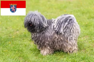 Read more about the article Puli tenyésztők és kölykök Hessenben