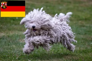 Read more about the article Puli tenyésztők és kiskutyák Rajna-vidék-Pfalzban