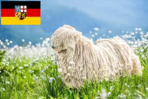 Read more about the article Puli tenyésztők és kölykök Saarlandban