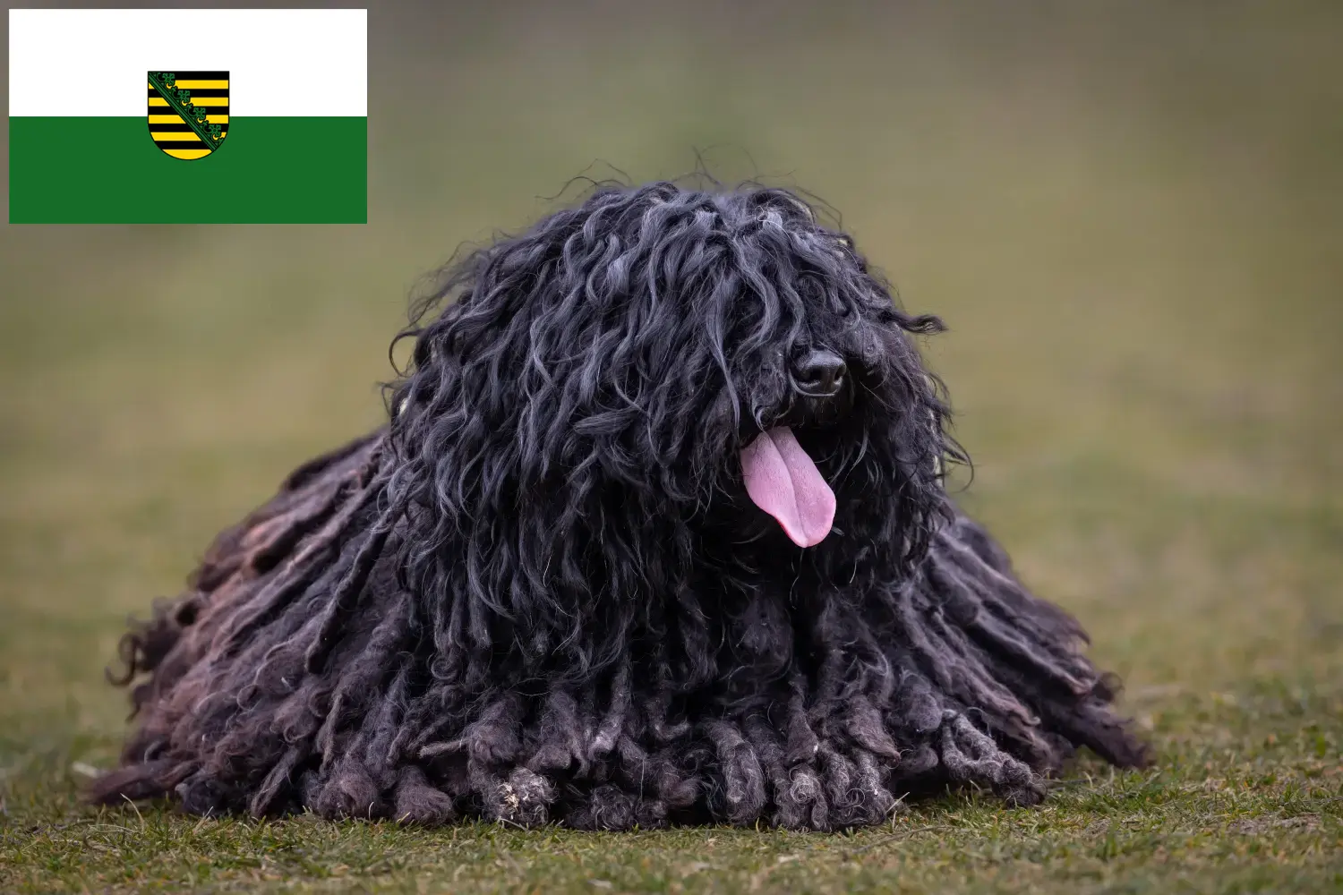 Read more about the article Puli tenyésztők és kölykök Szászországban