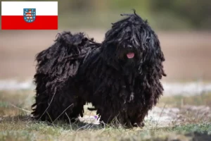 Read more about the article Puli tenyésztők és kölykök Türingiában