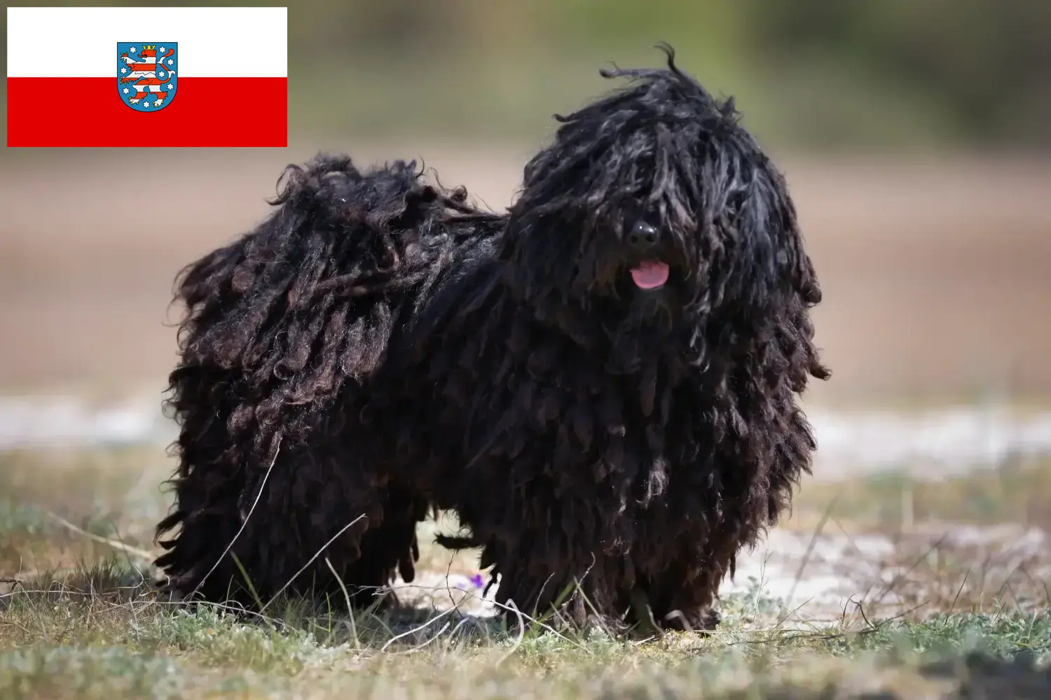 Read more about the article Puli tenyésztők és kölykök Türingiában