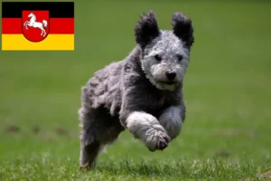 Read more about the article Pumi tenyésztők és kiskutyák Alsó-Szászországban