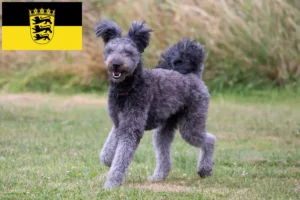 Read more about the article Pumi tenyésztők és kölykök Baden-Württembergben